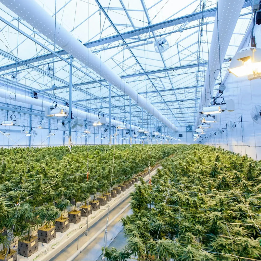 Optimizing Cannabis Growth with the Right Grow Lights